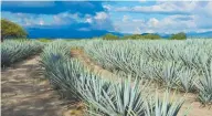  ??  ?? Se produce del agave tequilana Weber variedad azul.Su proceso es industrial.Sus grados de alcohol están entre los 36 y 40 grados. Agave. Es la planta de la que se obtienen tequila y mezcal.