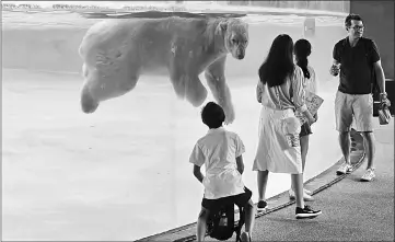  ??  ?? Polar bear Inuka swimming inside its enclosure.