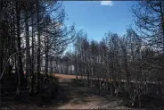  ?? (AP/Petros Karadjias) ?? A view of burnt forest Thursday on Evia island. With fires still blazing in southern part of Greece, Prime Minister Kyriakos Mitsotakis warned, “We are in the middle of August, and it’s clear we will have difficult days ahead of us.”