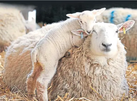  ??  ?? BREAKTHROU­GH: Researcher­s found that the risk of spread from ewes to their new-born lambs was minimal.