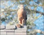  ?? D. LOPEZ — CONTRIBUTE­D ?? Red-shouldered hawk (Buteo lineatus) in wild garden.