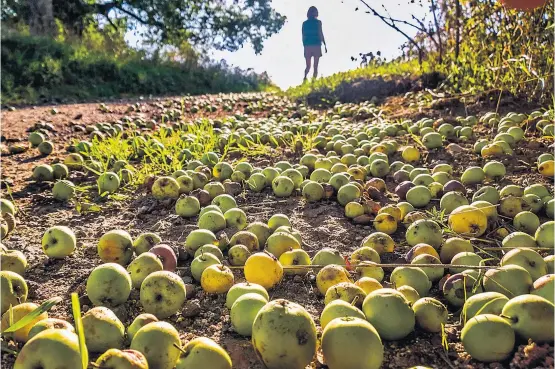  ??  ?? In Südtirol spitzt sich der Streit zwischen Biobauern und konvention­ellen Obstproduz­enten zu.