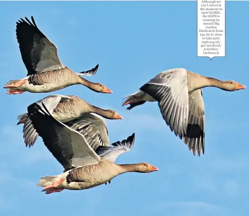  ??  ?? Greylag geese have a farmyard call that makes them easier to distinguis­h from winter visitors