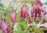  ?? MAUREEN GILMER TNS ?? A greenhouse variety of the Pacific bleeding heart, Dicentra formosa, a great dry shade option.