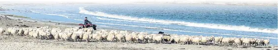  ??  ?? Kirsty steers some of the farms’ 240 sheep on the beach with the help of her dogs. The farm also has 70 cattle and grows barley for feed