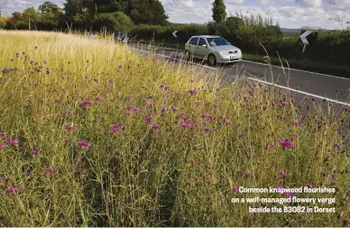  ??  ?? Common knapweed flourishes on a well-managed flowery verge beside the B3082 in Dorset