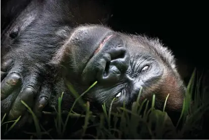  ??  ?? The grande dame of Melbourne Zoo’s Western lowland gorillas, Yuska is 48 years old – 13 years more than the average lifespan of a wild gorilla.