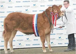  ??  ?? Limousin junior champion, a heifer Grahams Natalie, from R&J Graham, Airthrey Kerse Farm, Bridge of Allan.