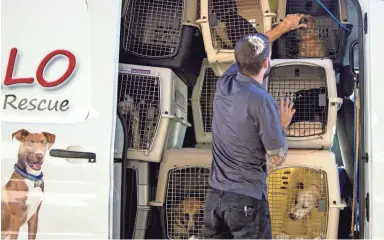  ??  ?? Several dogs from Barb’s Dog Rescue in Sonora, Mexico, are dropped off at HALO Animal Rescue in Phoenix on Oct. 2.