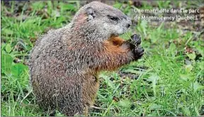  ??  ?? Une marmotte dans le parc de Montmorenc­y (Québec).