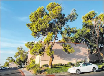  ?? Bob Morris ?? Pine limbs pruned in a “rat tail” fashion can sag and eventually break due to the weight of new growth and the lack of branch taper.