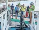  ??  ?? Los turistas solían quedarse en los barcos, pero ha crecido la cantidad que se hospeda en hoteles de las Galápagos.