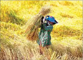  ?? SAMRANG PRING/REUTERS/THE STRAITS TIMES ?? A farmer works in a rice paddy field outside Phnom Penh on December 5, 2016.