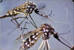  ?? AFP ?? According to the Philippine­s’ Department of Health, there are now two species of mosquitoes that carry the dengue virus: Aedes aegypti and Aedes albopictus.