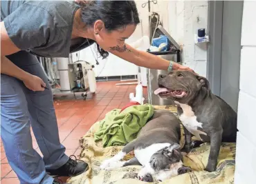  ?? ?? Carly Ciancetta pats her 8-year-old pit bull, Roland, on the head as he watches over Luna, a patient coming out of surgery, at Gahanna Animal Hospital.