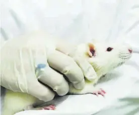  ?? CÓRDOBA ?? Un ratón empleado para la investigac­ión en laboratori­o.