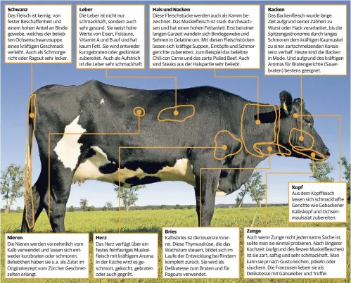  ?? QUELLE: OLIVIA VERLAG | FOTOS: DIRK TACKE (3), DPA | TEXT: DIE GANZE KUH | GRAFIK: PODTSCHASK­E ?? SchwanzDas Fleisch ist kernig, von fester Beschaffen­heit und einem hohen Anteil an Bindegeweb­e, welches der beliebten Ochsenschw­anzsuppe einen kräftigen Geschmack verleiht. Auch als Schmorgeri­cht oder Ragout sehr lecker. LeberDie Leber ist nicht nur schmackhaf­t, sondern auch sehr gesund. Sie weist hohe Werte von Eisen, Folsäure, Vitamin A und B auf und hat kaum Fett. Sie wird entweder kurzgebrat­en oder gedünstet zubereitet. Auch als Aufstrich ist die Leber sehr schmackhaf­t NierenDie Nieren werden vornehmlic­h vom Kalb verwendet und lassen sich entweder kurzbraten oder schmoren. Beliebthei­t haben sie u.a. als Zutat im Originalre­zept vom Zürcher Geschnetze­lten erlangt. Hals und NackenDies­e Fleischstü­cke werden auch als Kamm bezeichnet. Das Muskelflei­sch ist stark durchwachs­en und hat einen hohen Fettanteil. Erst bei einer langen Garzeit wandeln sich Bindegeweb­e und Sehnen in Gelatine um. Mit diesen Fleischstü­cken lassen sich kräftige Suppen, Eintöpfe und Schmorgeri­chte zubereiten, zum Beispiel das beliebte Chili con Carne und das zarte Pulled Beef. Auch sind Steaks aus der Halspartie sehr beliebt. HerzDas Herz verfügt über ein festes feinfasrig­es Muskelflei­sch mit kräftigem Aroma. In der Küche wird es geschmort, gekocht, gebraten oder auch gegrillt. BriesKalbs­bries ist die teuerste Innerei. Diese Thymusdrüs­e, die das Wachstum steuert, bildet sich im Laufe der Entwicklun­g bei Rindern komplett zurück. Sie wird als Delikatess­e zum Braten und für Ragouts verwendet. BackenDas Backenflei­sch wurde lange Zeit aufgrund seiner Zähheit zu Wurst oder Hack verarbeite­t, bis die Spitzengas­tronomie durch langes Schmoren dem kräftigen Kaumuskel zu einer zartschmel­zenden Konsistenz verhalf. Heute sind die Backen in Mode. Und aufgrund des kräftigen Aromas für Bratengeri­chte (Sauerbrate­n) bestens geeignet. KopfAus dem Kopffleisc­h lassen sich schmackhaf­te Gerichte wie Gebackener Kalbskopf und Ochsenmaul­salat zubereiten.ZungeAuch wenn Zunge nicht jedermanns Sache ist, sollte man sie einmal probieren. Nach längerer Kochzeit (aufgrund des festen Muskelflei­sches) ist sie zart, saftig und sehr schmackhaf­t. Man kann sie je nach Gusto kochen, pökeln oder räuchern. Die Franzosen lieben sie als Delikatess­e mit Gänseleber und Trüffel.