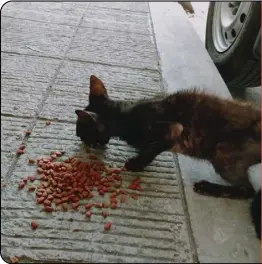  ?? ?? One act of kindness that is needed now more than ever because of the food crisis during a pandemic is to feed stray dogs and cats. If you can buy a kilo of cat food or dog food for P100 to P150, you can give a little to a cat or dog you will see on the street. A kilo may feed about 10 dogs or cats.
If you want to feed strays but can not do so, you can send dog food and cat food for the stray feeding program of Save Animals of Love and Light (Save ALL Inc.). The group sends dry food for dogs and cats to humans who regularly feed strays or to individual rescuers. Please message them.
In photo is a kitten who was fed by rescuer Rowena David in Makati. (Photo by Miss David for the Save ALL stray feeding program.)