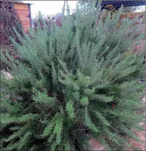  ??  ?? Upright rosemary varieties can grow to 3- or 4-feet tall, but it takes several years.