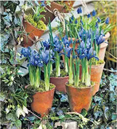  ??  ?? i Iris reticulata ‘Harmony’ in terracotta pots – you can never have enough, so order early