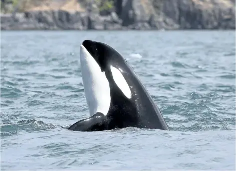  ?? MARK MALLESON/THE CENTER FOR WHALE RESEARCH VIA AP ?? An orca whale pokes her head upward while swimming in the Salish Sea near the San Juan Islands, Wash.A new report from WWF-Canada paints a dire picture of Canada’s wildlife, finding that fully half of the species monitored have declined since 1970.