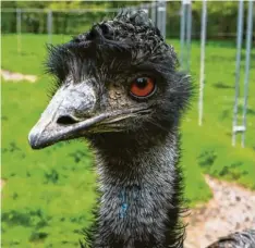  ?? ?? Schau mir in die Augen, Kleines! Wobei: So klein ist ein Emu gar nicht, handelt es sich doch um den zweitgrößt­en Laufvogel der Welt. Fotografie­rt hat Rudi Brix.