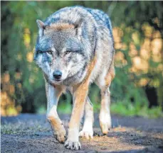  ?? FOTO: DPA ?? Ein DNA-Test bestätigt, dass der Wolf das Hirschkalb gerissen hat