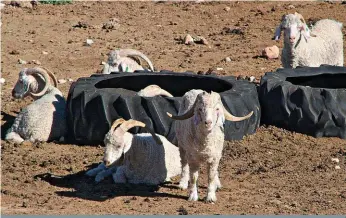  ??  ?? Lammers bly tot 18 maande op aangeplant­e weiding. Hulle slaap saans saam met die ooie in die skuur, wat beskerming bied teen reën, wind en koue, asook teen roofdiere.