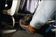  ?? ASSOCIATED PRESS FILE PHOTO ?? A service dog named Orlando rests on the foot of its trainer, John Reddan, of Warwick, N.Y., while sitting inside a United Airlines plane at Newark Liberty Internatio­nal Airport during a training exercise in Newark, N.J.