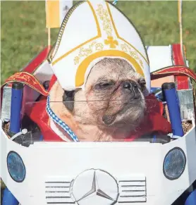  ??  ?? Pope Pug the 2nd, also known as Whiskey, shows off his costume, which won Best in Show, at the Howl-O-Ween Pooch Parade at UT Gardens in Knoxville on Oct. 23, 2016.