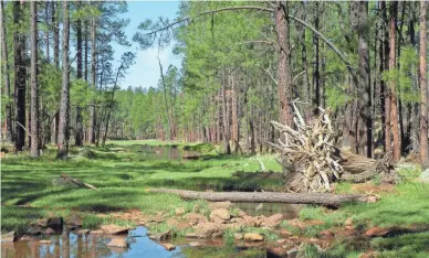  ?? JUDI BASSETT/SPECIAL FOR THE REPUBLIC ?? The Springs Trail near Pinetop-Lakeside is part of the 200+ miles of trails developed by TRACKS, a dedicated group of volunteers in the White Mountains.