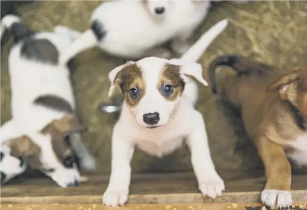  ??  ?? 0 The Scottish SPCA says the puppy trade in Scotland is reported to be worth around £13 million a year and irresponsi­ble breeders sell puppies almost exclusivel­y online
