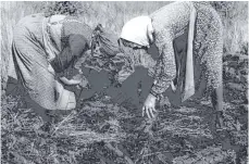  ?? FOTO: ARCHIV STADT BAD WURZACH ?? Archivfoto­s der Stadt Bad Wurzach erzählen vom Brenn- und Streutorfa­bbau im Wurzacher Ried.