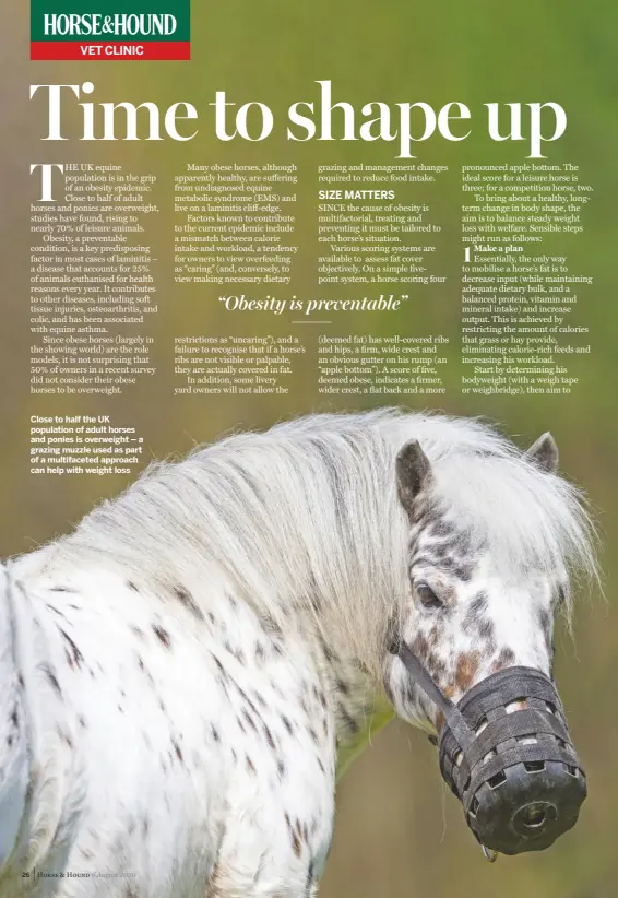  ??  ?? Close to half the UK population of adult horses and ponies is overweight – a grazing muzzle used as part of a multifacet­ed approach can help with weight loss