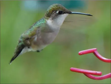  ?? READING EAGLE ?? Hummingbir­ds are known for their flying abilities, including being able to fly backward, but they have endurance, too.