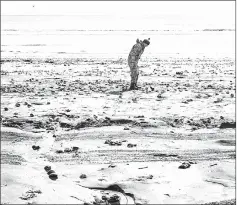  ??  ?? A man collects mollusks after a storm in Yuzhno-Kurilsk.