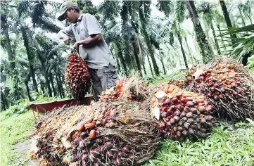  ??  ?? RAM Ratings has raised its average full-year CPO price expectatio­n to RM2,700 to RM2,900 per MT as CPO prices have outperform­ed its expectatio­ns as production recovery was not as strong as expected. — Reuters photo