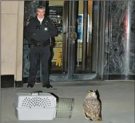  ?? ?? Flaco, the Eurasian eagle-owl that escaped from the Central Park Zoo Thursday, was this close to being caught on Fifth Ave. Thursday, then had other ideas.