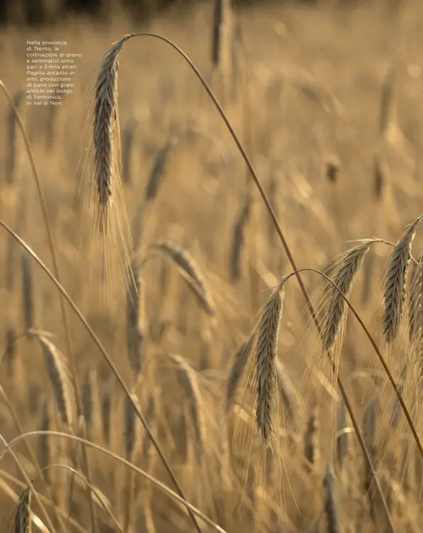  ??  ?? Nella provincia di Trento, le coltivazio­ni di grano e seminativi sono pari a 3 mila ettari. Pagina accanto in alto, produzione di pane con grani antichi nel borgo di Sarnonico, in Val di Non.
