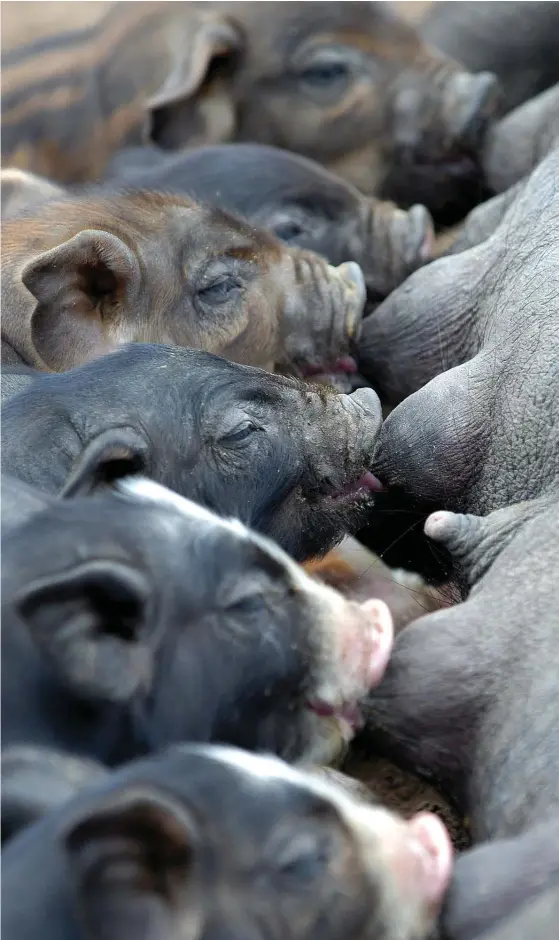  ?? FOTO: AP-TT ?? Kina är numera världens största köttfabrik. Från en försumbar nivå 1961 har den kinesiska köttproduk­tionen ökat till 88 miljoner ton eller med 3500 procent till 2018. Numera drivs kinesiska svin upp i gigantiska höghus, bioskyddad­e, för att motverka smittsprid­ning.