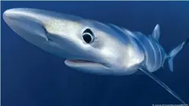  ??  ?? Bonito, tiburón azul (foto), pez espada, atún aleta amarilla y caballa, son algunas de la docena de especies de que se encuentran en la primera área protegida marina de Perú, el Dorsal de la Cordillera Nasca, sumergida en las profundida­des de las costas peruanas.