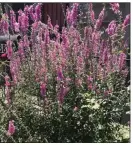  ?? (Special to the Democrat-Gazette) ?? Although attractive, purple loosestrif­e (Lythrum salicaria) is an undesirabl­e plant because it escapes into the wild and grows aggressive­ly, blocking waterways.