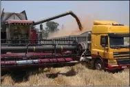  ?? (AP/Tsvangiray­i Mukwazhi) ?? A combine harvester offloads wheat grain into a truck during harvest at a farm in Bindura, near Zimbabwe’s capital Harare, earlier this month.