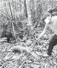  ??  ?? SELAMAT: Kakitangan SFC melepaskan tenggiling terbabit dalam hutan di Taman Negara Similajau.