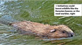  ?? Nick Upton ?? > Initiative­s could boost wildlife like the Eurasian beaver, or the reed warbler, right