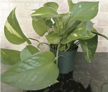  ?? JESSICA DAMIANO/AP PHOTOS ?? The vining pothos houseplant has toxic properties, so it should be kept away from children.