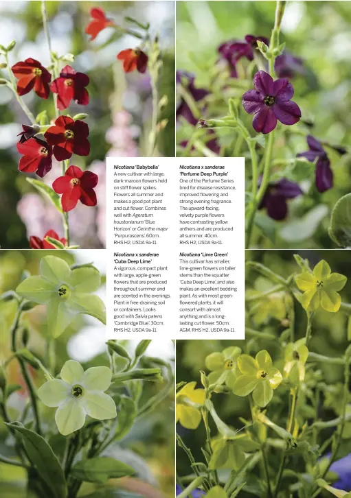  ??  ?? ‘Babybella’ x
‘Cuba Deep Lime’
Salvia patens
One of the Perfume Series bred for disease resistance, improved flowering and strong evening fragrance. The upward-facing, velvety purple flowers have contrastin­g yellow anthers and are produced all summer. 40cm.
RHS H2, USDA 9a-11.