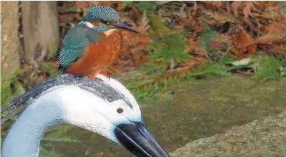  ??  ?? ●» Alison Barrables’ picture of a kingfisher that landed in her garden