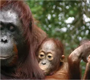  ?? Erin Vogel ?? Scientists reported that orangutans nurse sometimes into their ninth year, longer than any other mammal, because the availabili­ty of solid food varies drasticall­y for the endangered apes.