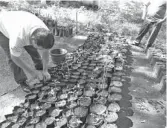  ??  ?? Dgo. (OEM).- Las plantas son cultivadas en el vivero del Parque Nacional Raymundo.